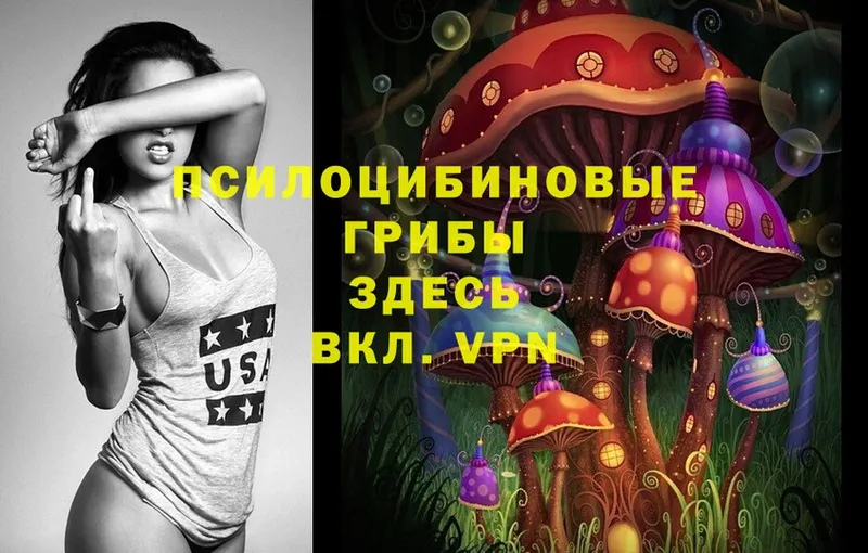 Галлюциногенные грибы Psilocybe  где можно купить   Кашин 